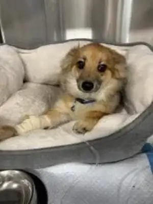 petit chien mais compliqué