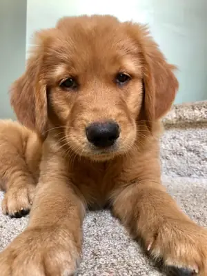 Mooie Golden Retriever-puppy's klaar voor hun nieuwe thuis