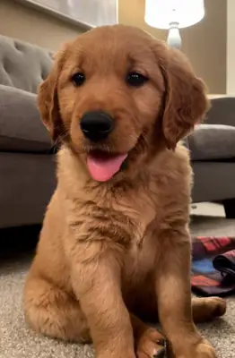 Kostbare Golden Retriever-puppy's beschikbaar