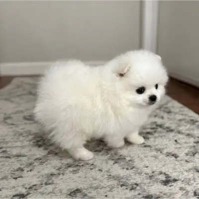 可供领养的可爱博美犬幼崽！！