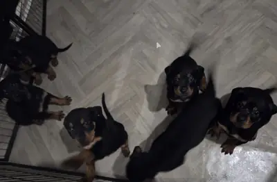 🐾 **Rottweiler machos y hembras disponibles**