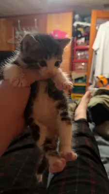 домашняя кошка, спокойная