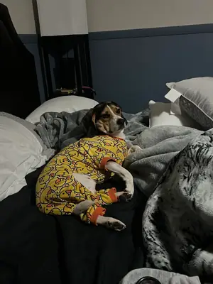 бигль, требует больше активности