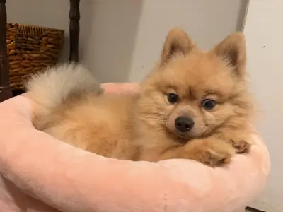 маленькая собака, но сложнее чем кажется