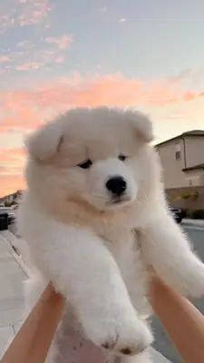 Güzel tüyleri olan Samoyed yavruları kalıcı evlerini arıyor