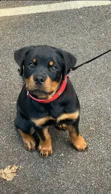 Cachorros de Rottweiler excepcionales