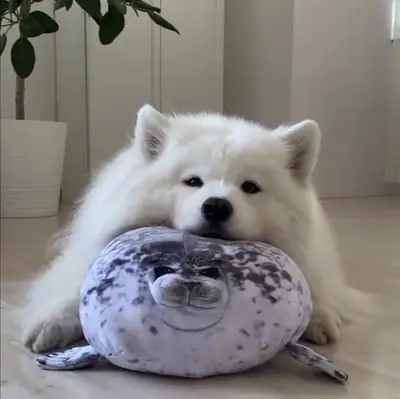 Samoyedos adorables disponibles para nuevos compañeros de vida
