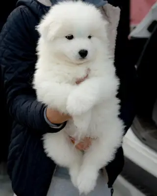 可供西班牙和欧洲家庭的美丽萨摩耶犬