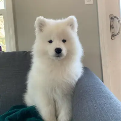 Samoyedos encantadores esperando encontrar a su familia ideal