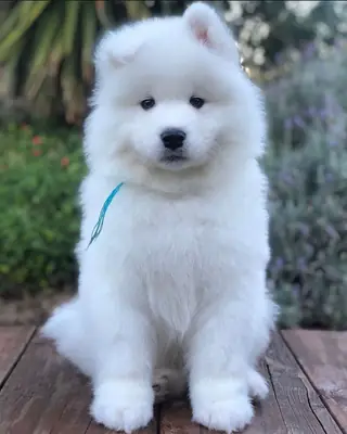 可爱的萨摩耶幼犬寻找一个负责任的家庭