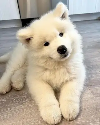 可爱的萨摩耶幼犬等待一个永远的家