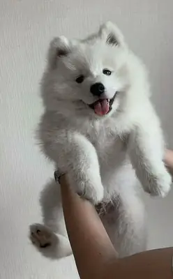 Bonitos Samoyedos disponibles para familias de toda Europa