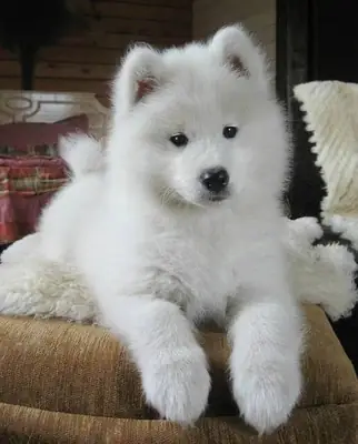 Cachorros Samoyedo encantadores preparados para encontrar su hogar