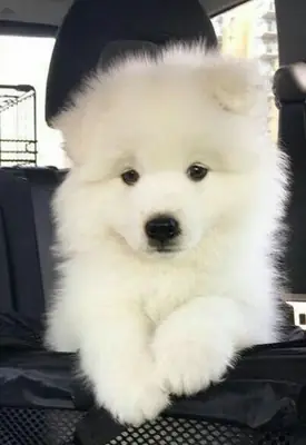 Samoyedos de hermoso pelaje disponibles para nuevos hogares
