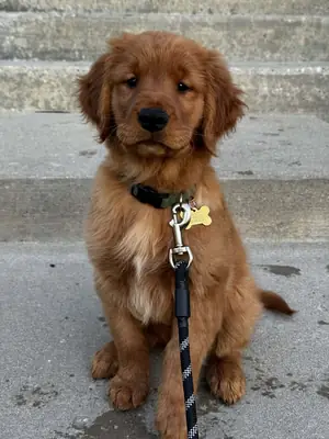 Golden Retriever Puppies Looking for Forever Homes