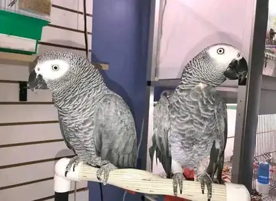 African Grey Parrots Looking for Loving Forever Homes – Free Adoption