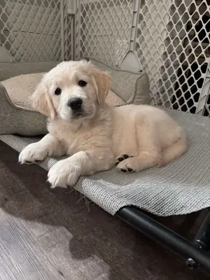 Golden Retriever Puppies Ready for Their New Chapter