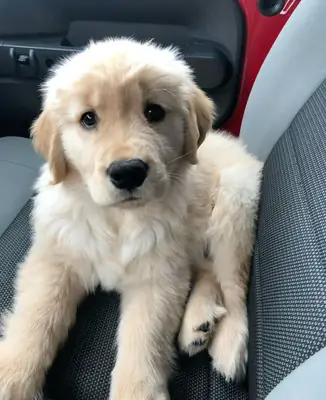 Güzel Golden Retriever Yavruları Sevgi Dolu Sahipler Arıyor