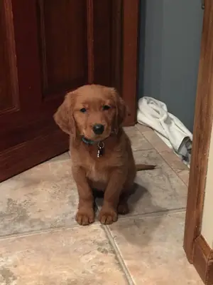 Chiots Golden Retriever joueurs à la recherche d'un foyer