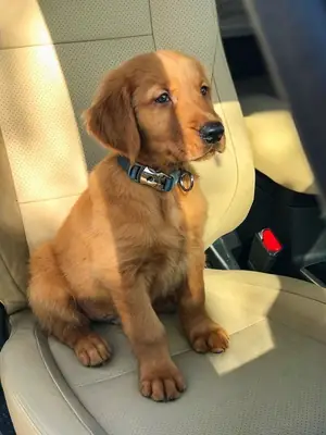 Chiots Golden Retriever prêts à rejoindre leur nouveau foyer
