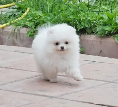 Cachorros de Pomerania inteligentes en adopción