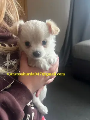 Cachorros de chihuahua ,,.,.,.,,,.,.