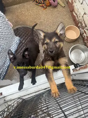 Cachorros de pastor alemán de pura raza: quedan 2 hembras