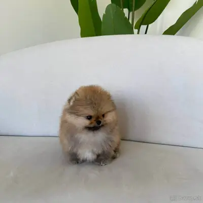 chiots Pomeranian joueurs prêts pour un nouveau foyer.