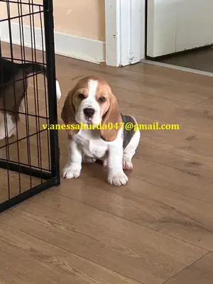 出售六只比格犬幼犬。