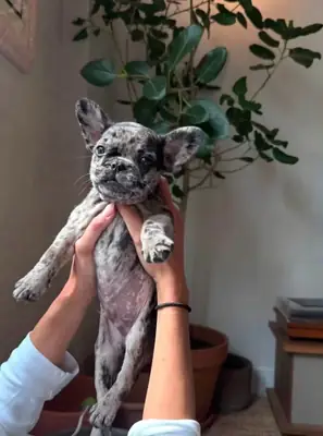 Fransız Bulldog Yavrusu Sahiplendirme İçin Mevcut