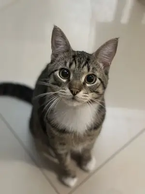 凯尔特短毛猫领养 | 健康温顺