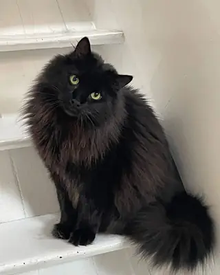 香蒂利猫领养 | 温柔忠诚