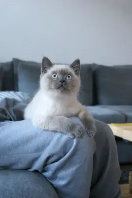 重点色短毛猫领养 | 聪明亲人