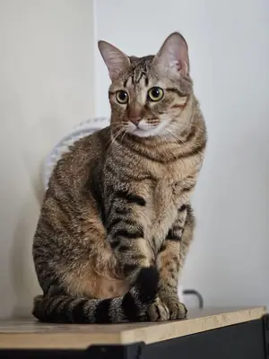 狸花猫领养 | 中国本土猫种