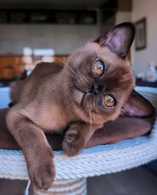 欧洲缅甸猫领养 | 活泼友好