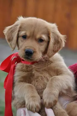 Aileler için hazır Golden Retriever yavruları