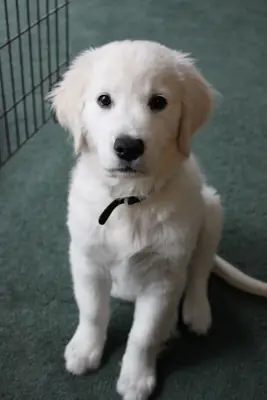Kişilik Dolu Golden Retriever Yavruları