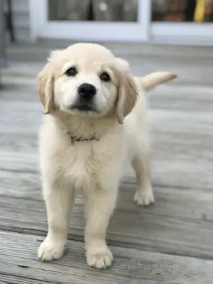Yeni evler için hazır Golden Retriever yavruları