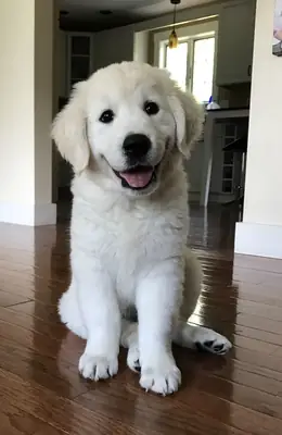Cachorros Golden Retriever listos para convertirse en tu mejor amigo