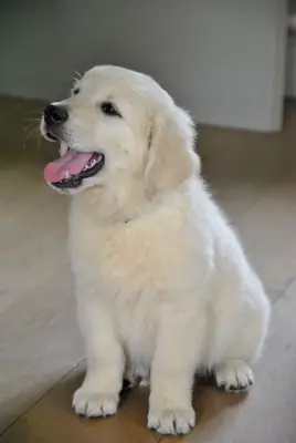 Chiots Golden Retriever prêts pour leur foyer définitif