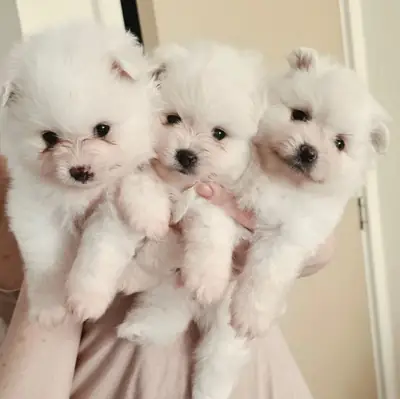 3 chiots Pomeranian blancs. Contact. johnspare874 @ gmail . com