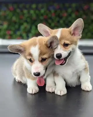 Preciosos cachorros de corgi de Pembrokeshire. Contacto.     johnspare874 @ gmail . com 