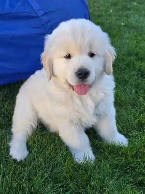Güzel Golden Retriever yavruları