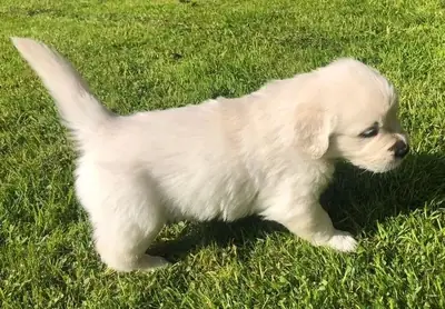 金毛寻回犬幼犬