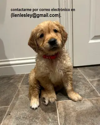 Cachorros Golden Retriever en adopción gratuita