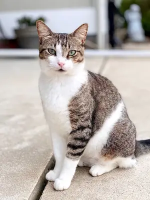 待领养的爱琴海猫 | 性格温顺友善