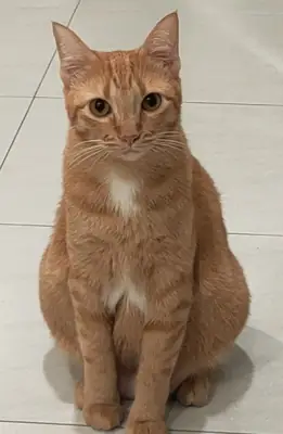 阿拉伯猫领养 | 活泼聪明的猫