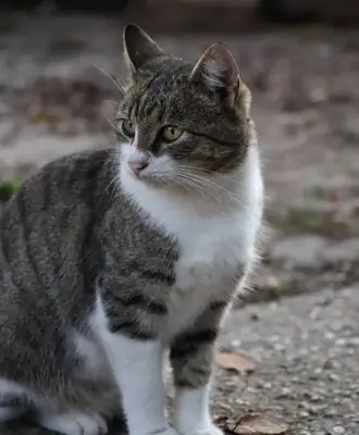 Brazilian Shorthair Adoption | Easygoing House Cat