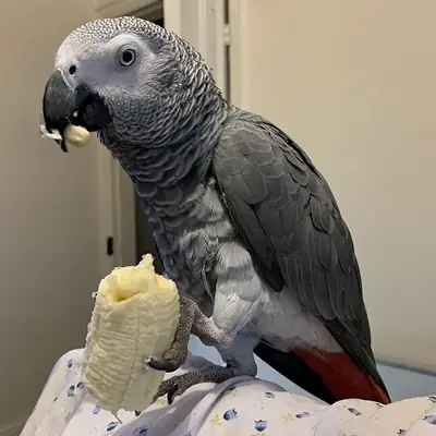 Sahiplenmeye Hazır Afrika Gri Papağanı | Zeki ve Konuşkan