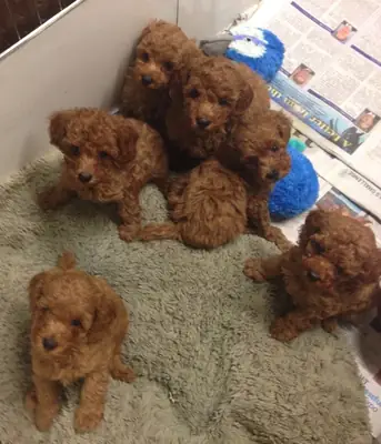 贵宾犬